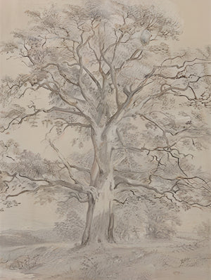 Realistic-Tree-Drawing-#RT453-10
