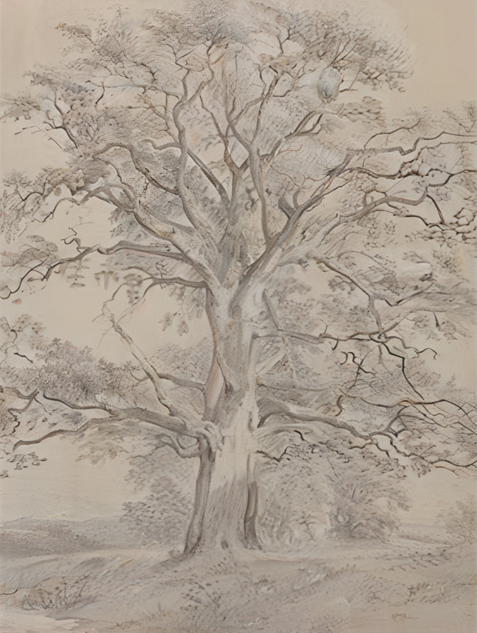 Realistic-Tree-Drawing-#RT453-10